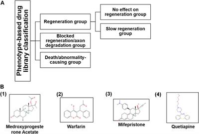 Corrigendum: Phenotype-based drug screening: An in vivo strategy to classify and identify the chemical compounds modulating zebrafish M-cell regeneration